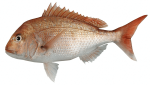 small pink snapper