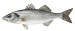 large sea bass 